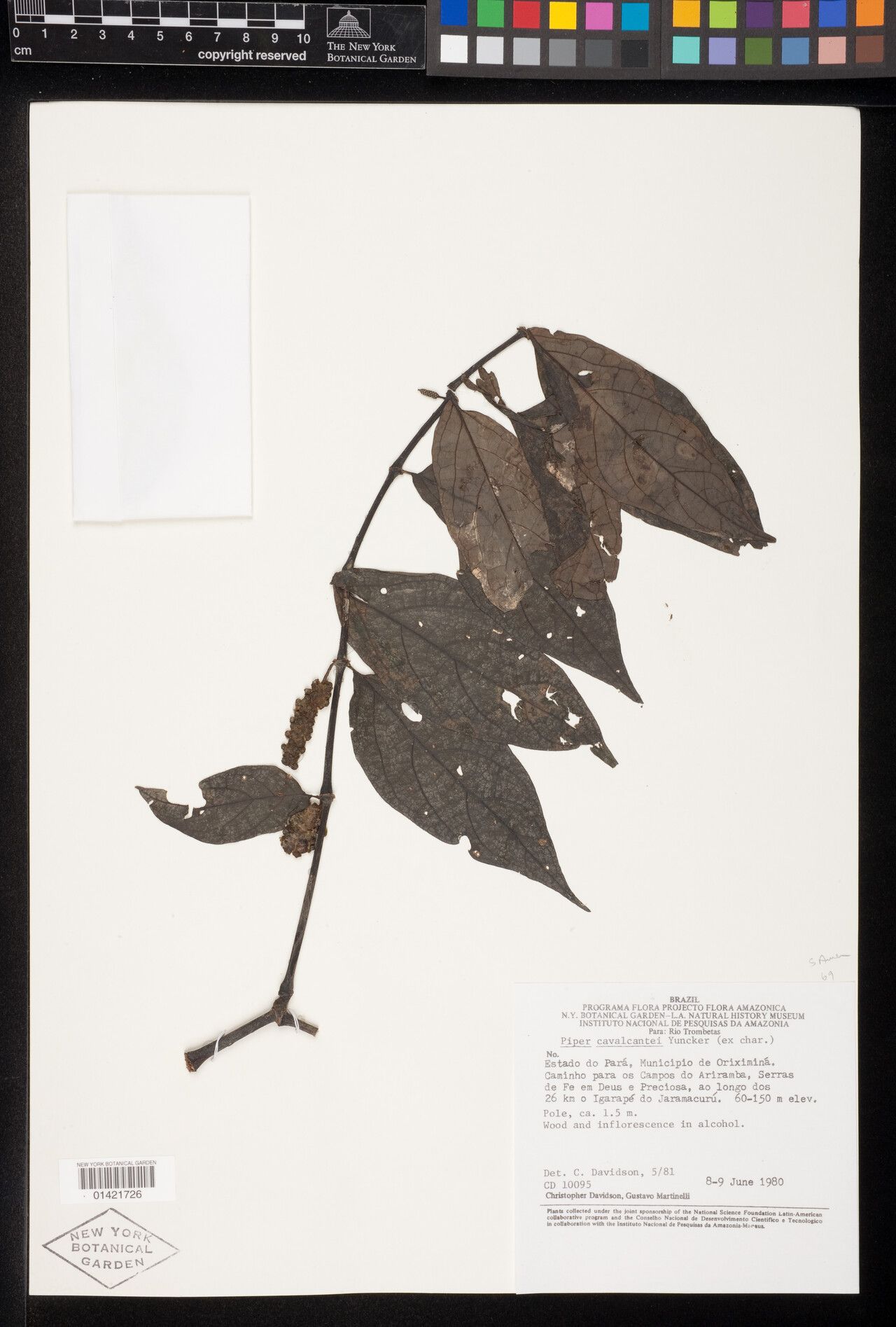 Piper cavalcantei — houseplant care guide