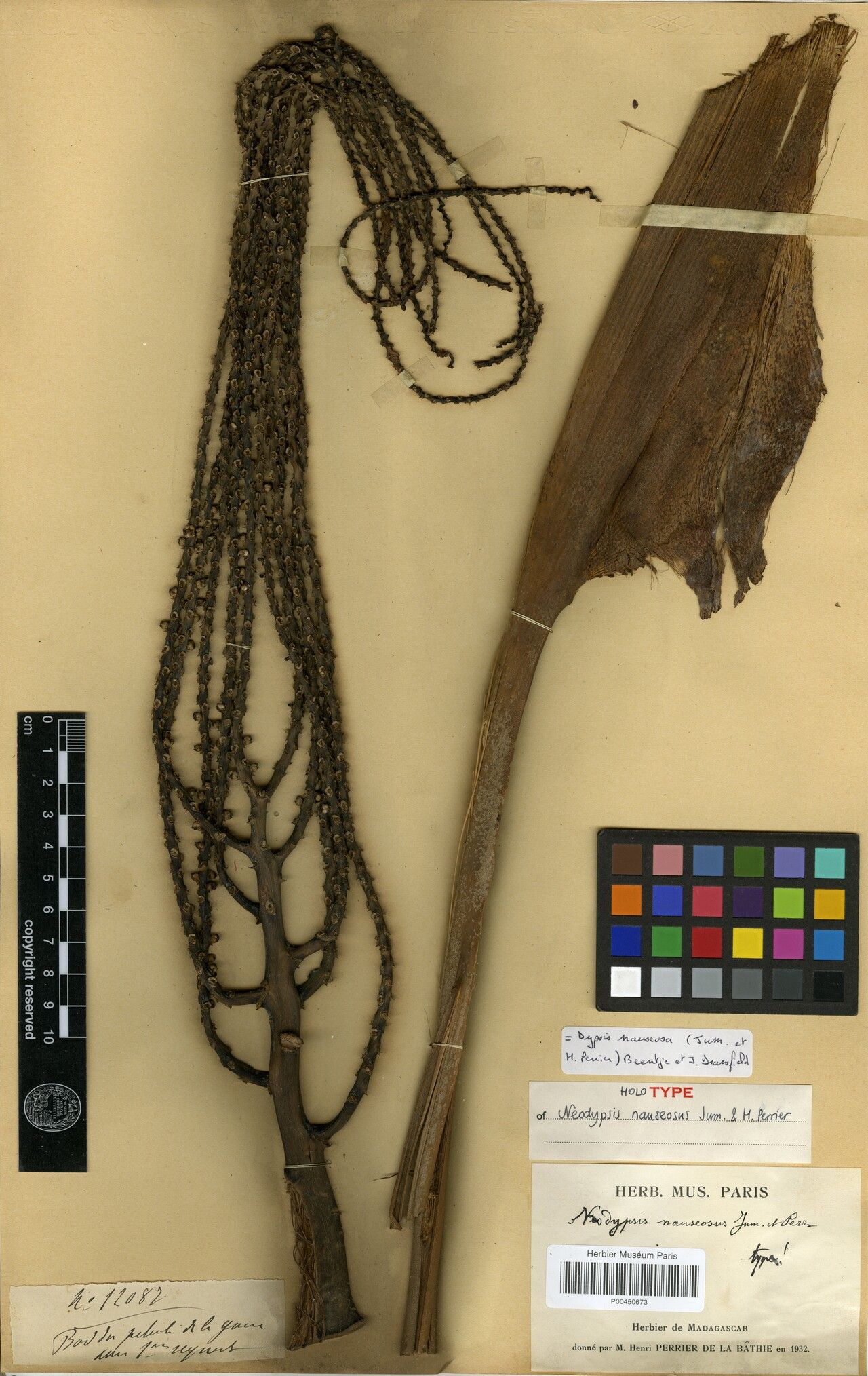 Dypsis nauseosa — houseplant care guide