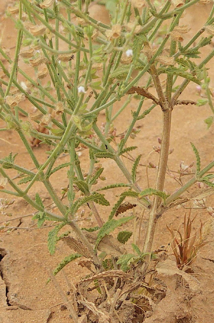 Salvia aegyptiaca leaf
