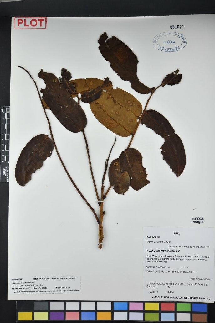 Dipteryx micrantha other