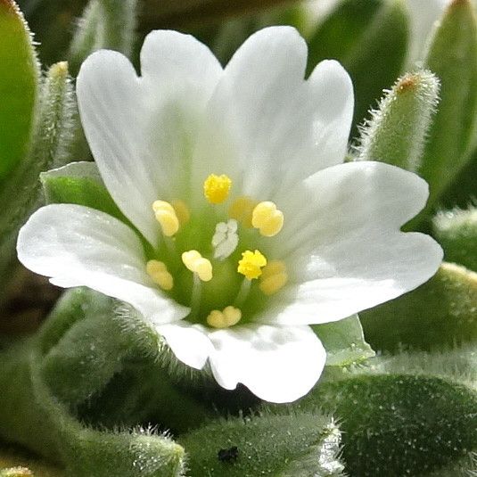 Cerastium peruvianum flower