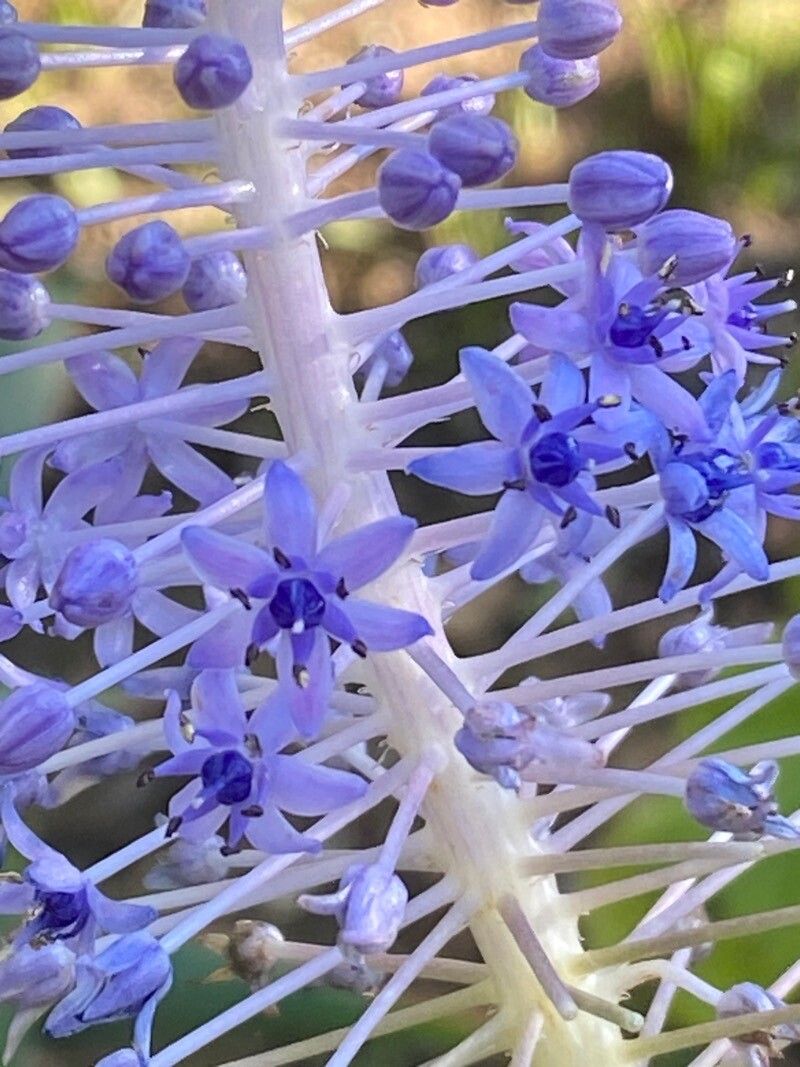 Scilla madeirensis flower