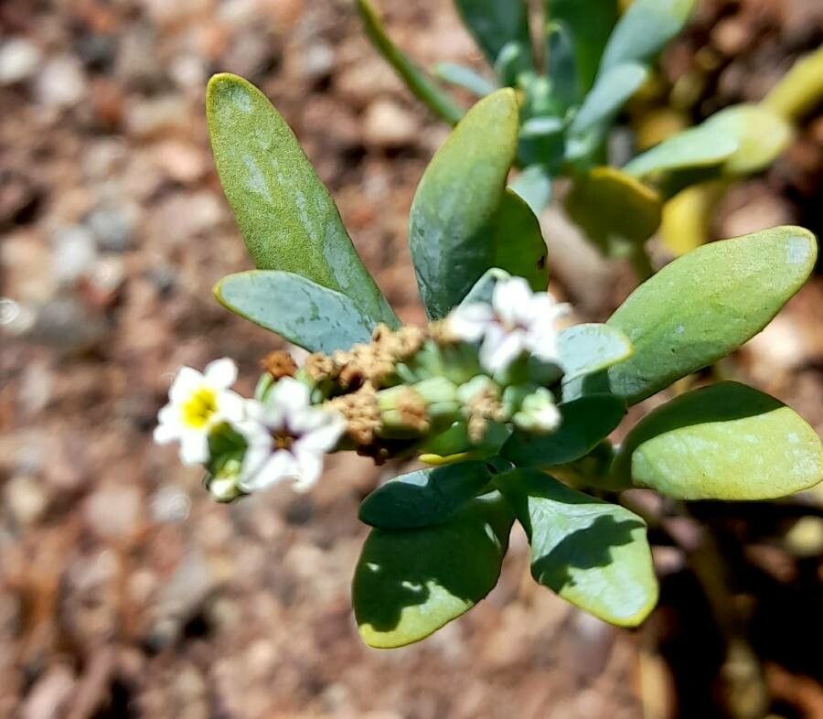 Heliotropium veronicifolium flower