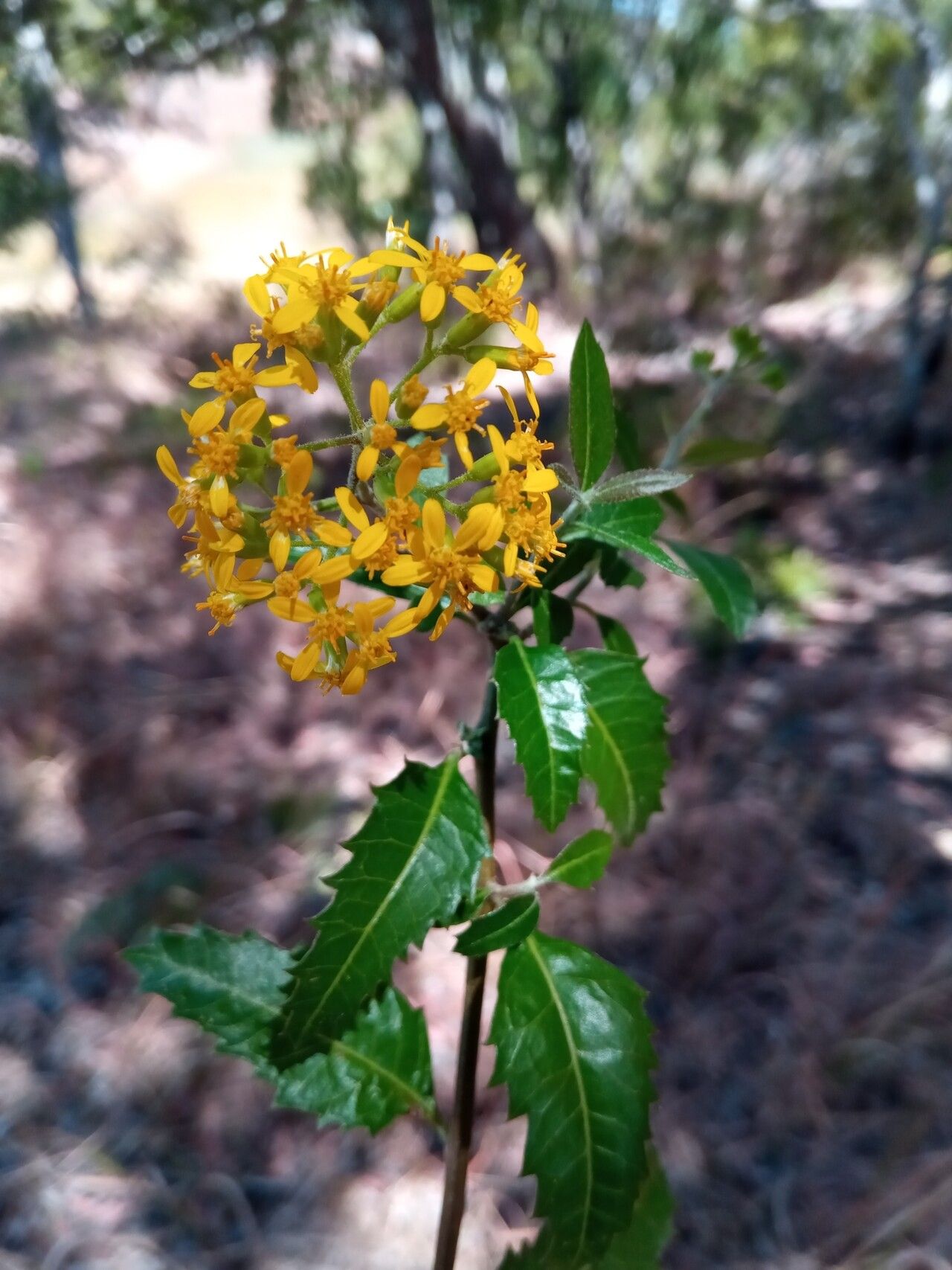 Hubertia faujasioides — related species from the same genus