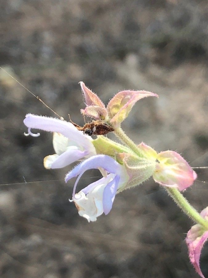 Salvia argentea flower