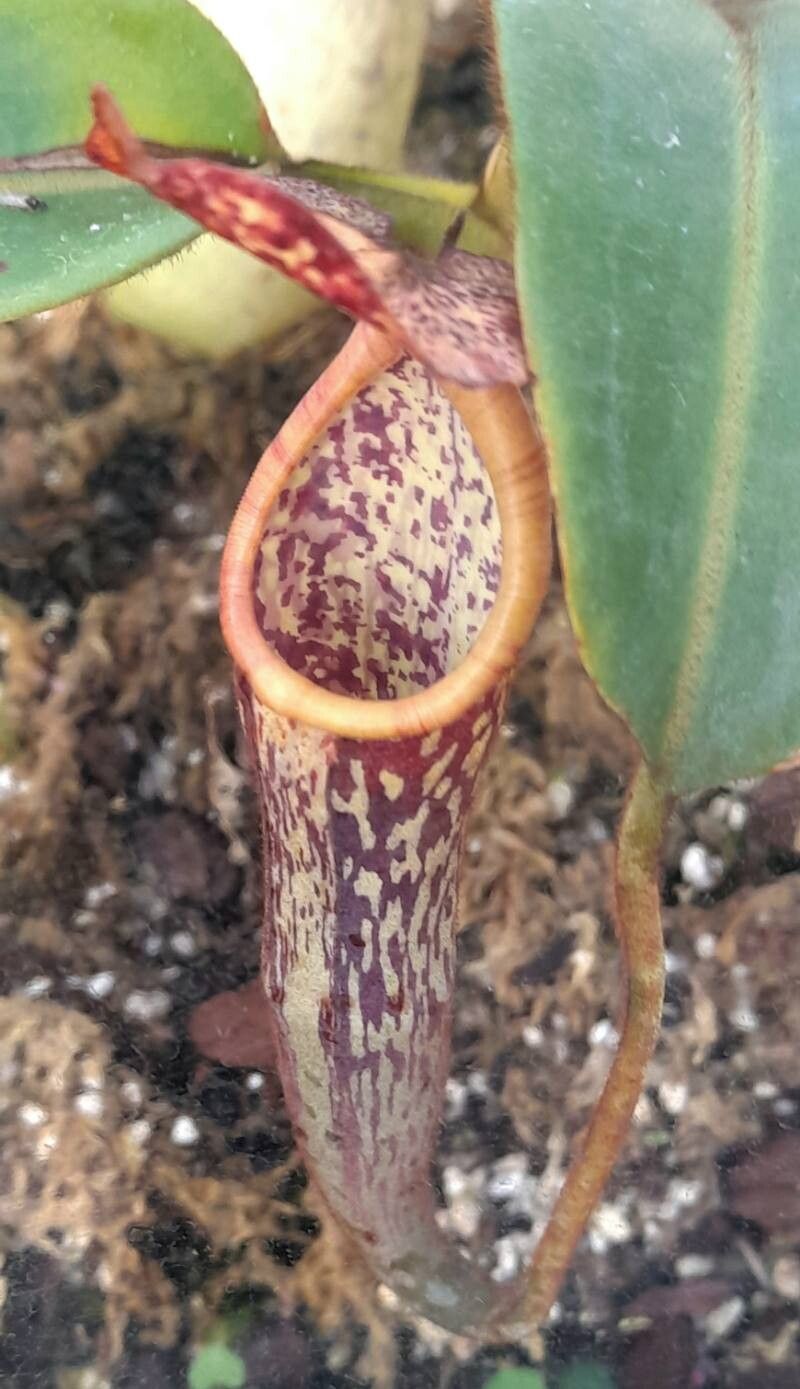 Nepenthes stenophylla — search result for 'Nepenthes'