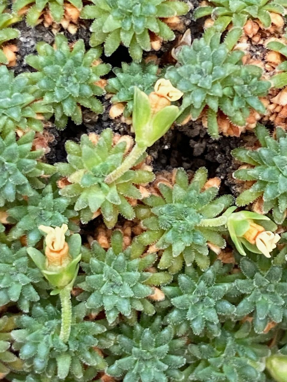 Androsace pyrenaica flower