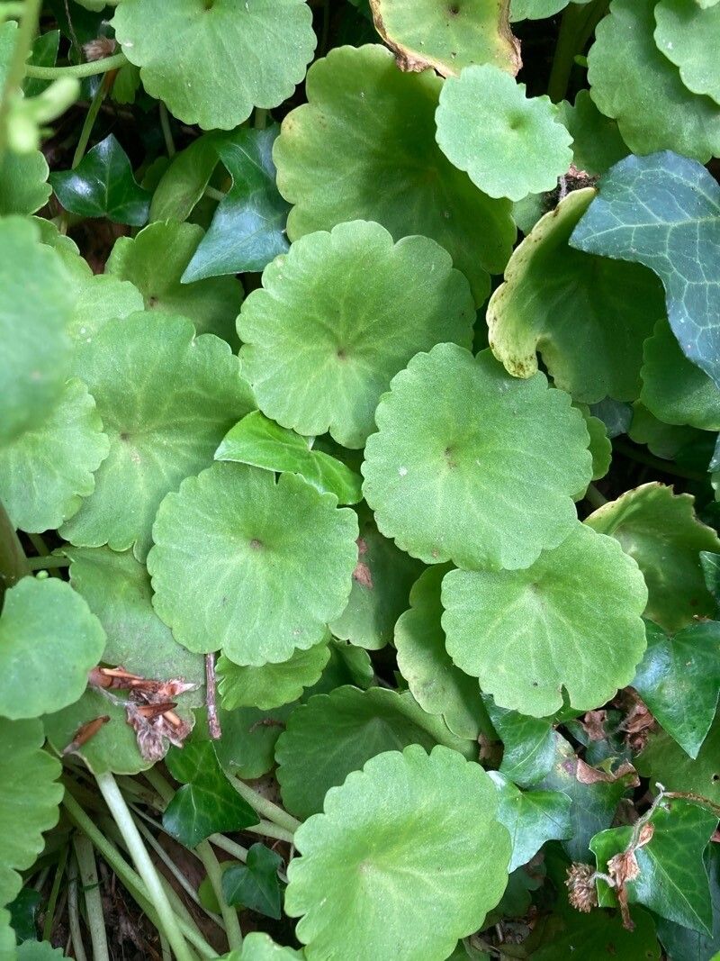 Umbilicus heylandianus leaf