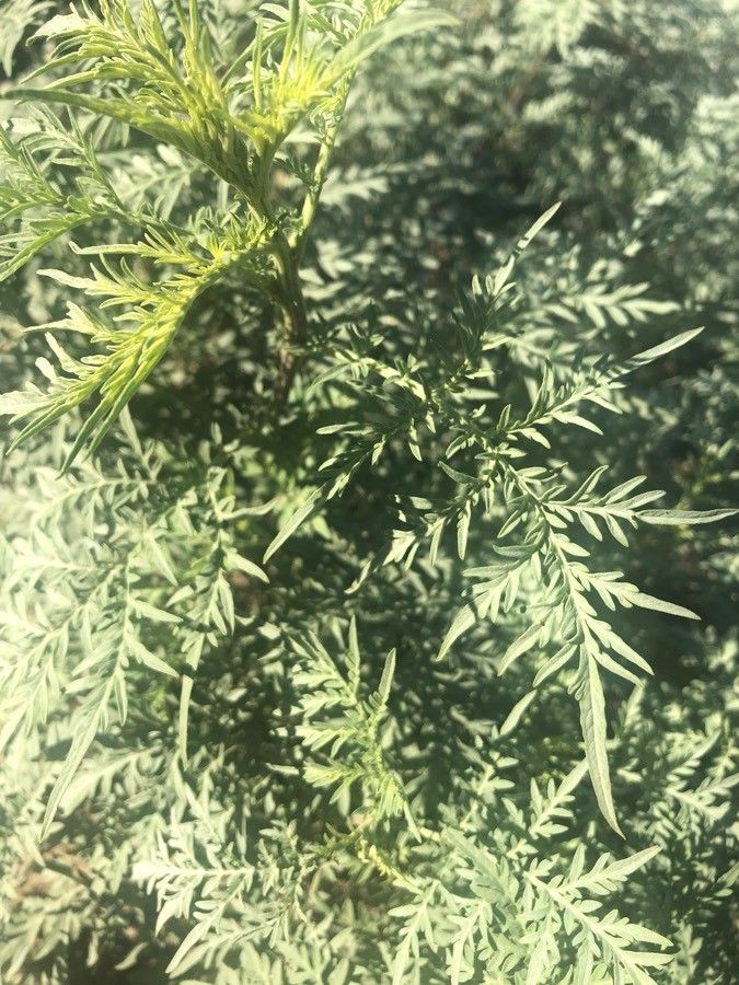 Ambrosia confertiflora leaf