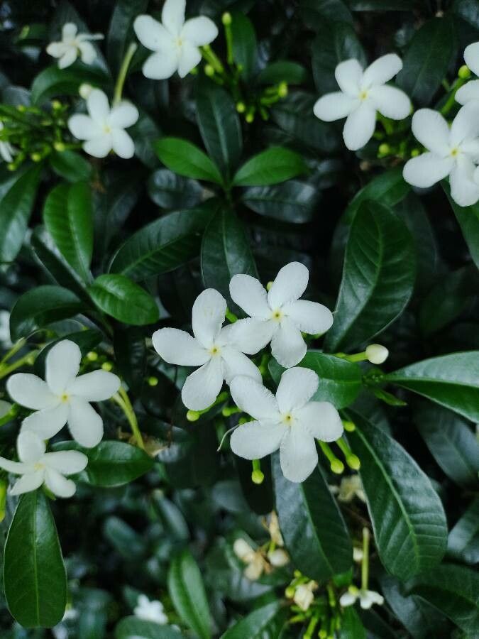 Tabernaemontana laeta flower