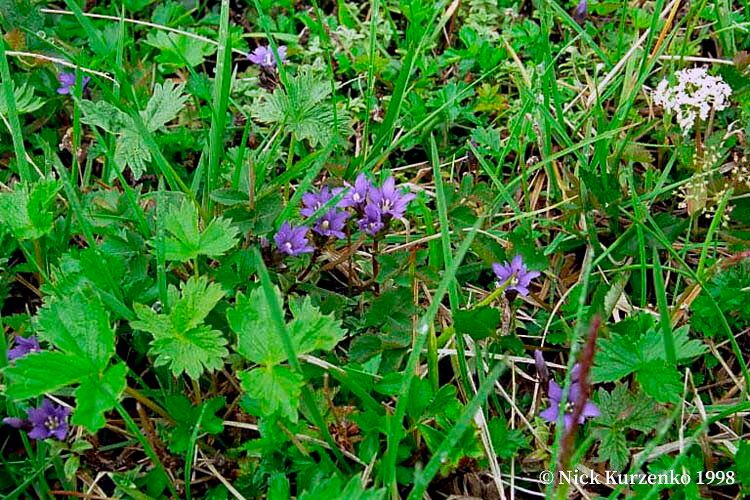 Gentiana nipponica other