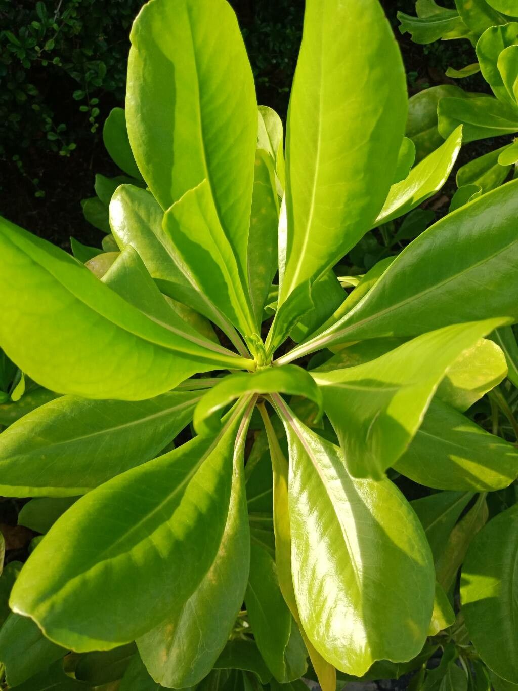Scaevola taccada leaf