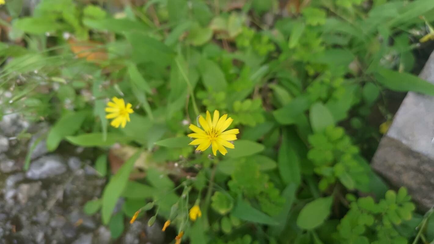 Ixeris chinensis flower