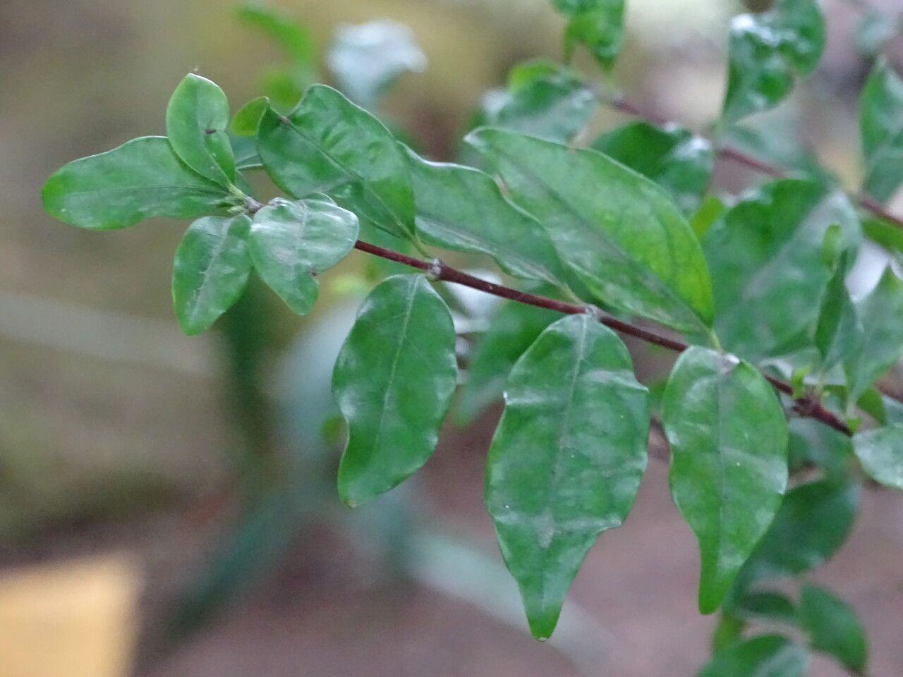 Coffea kapakata leaf