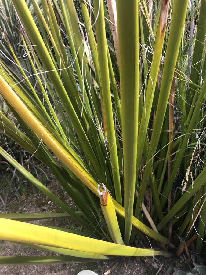 Hesperaloe funifera leaf