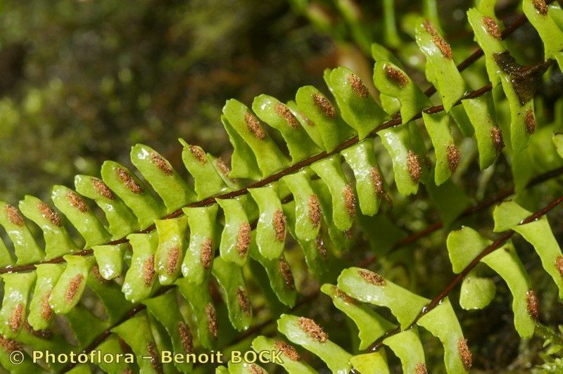 Asplenium monanthes fruit