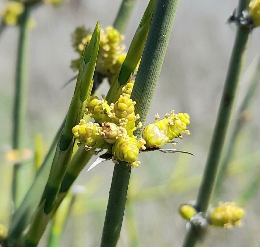 Ephedra ochreata flower