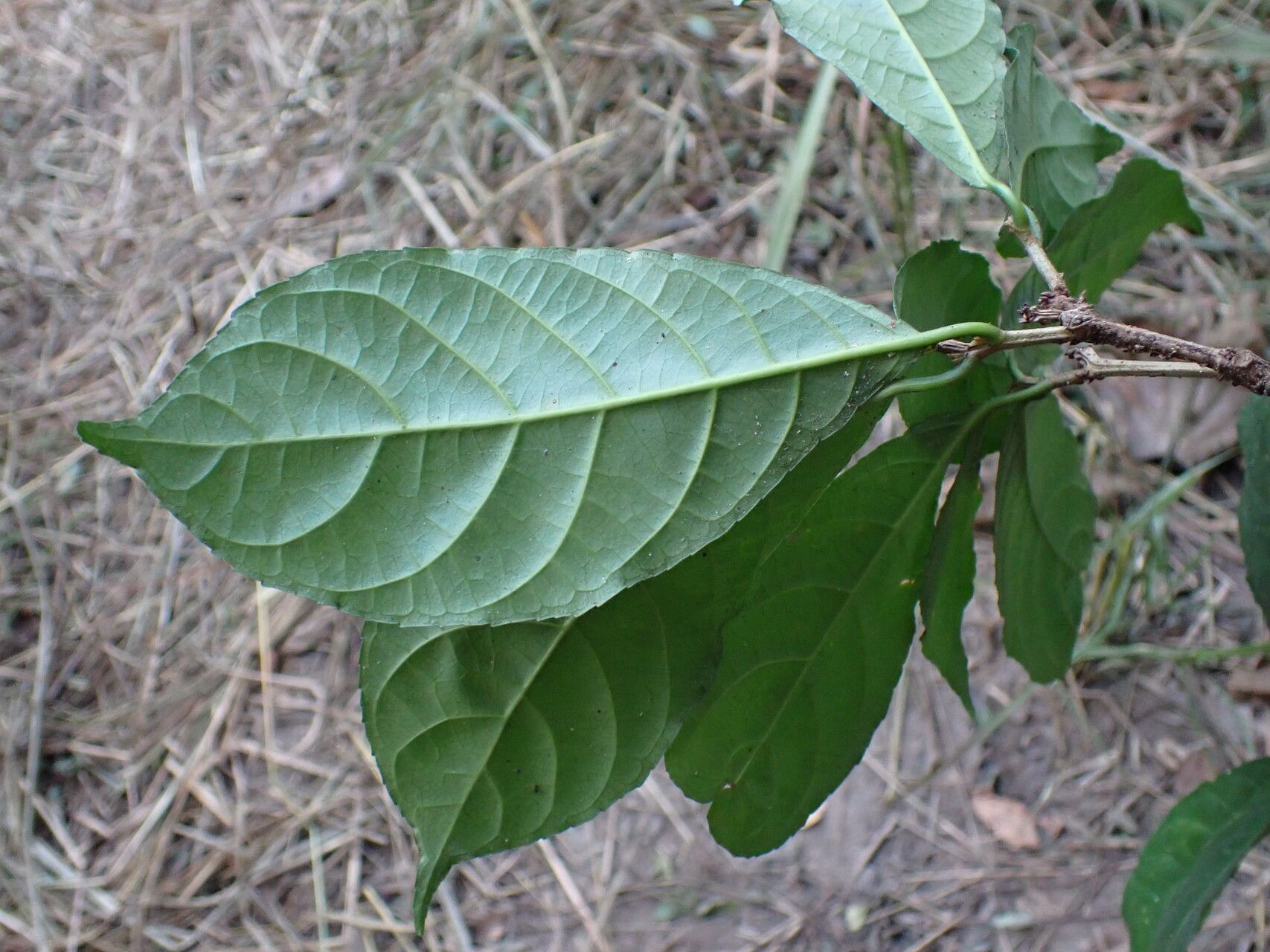 Excoecaria guineensis leaf