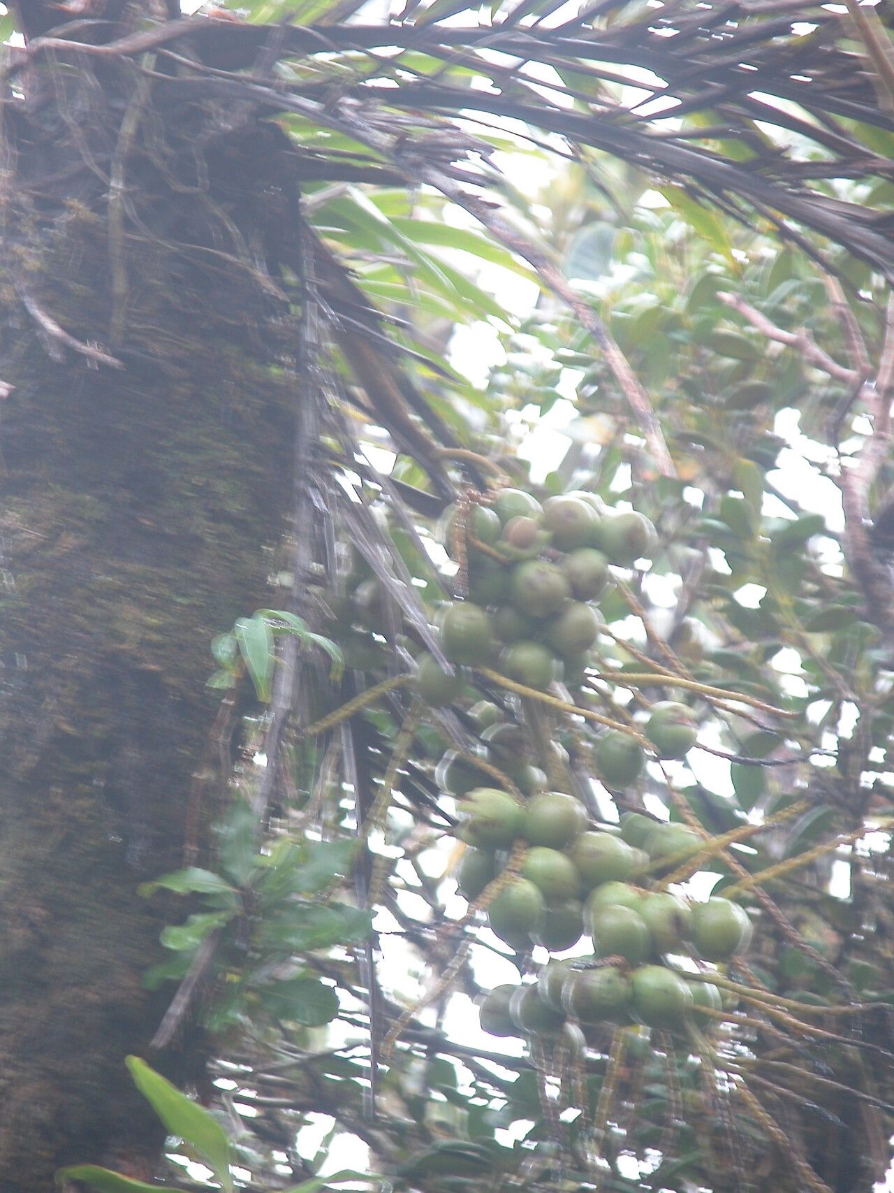 Dypsis coursii — houseplant care guide