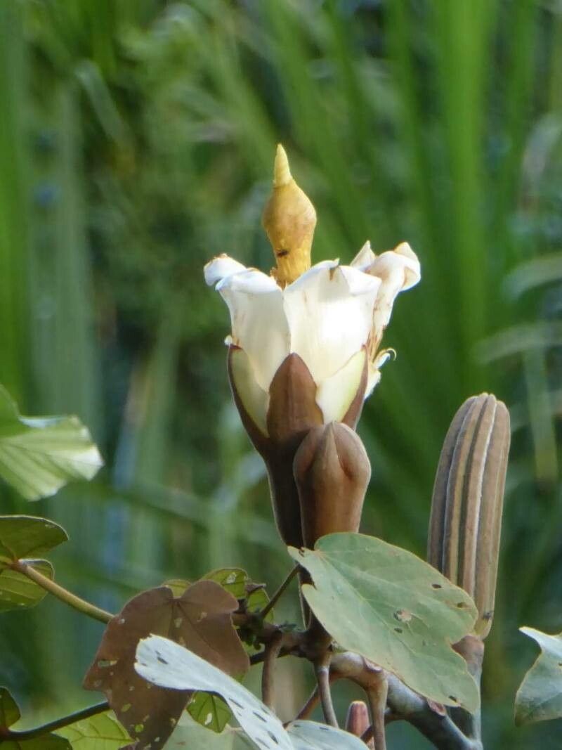 Ochroma pyramidale flower