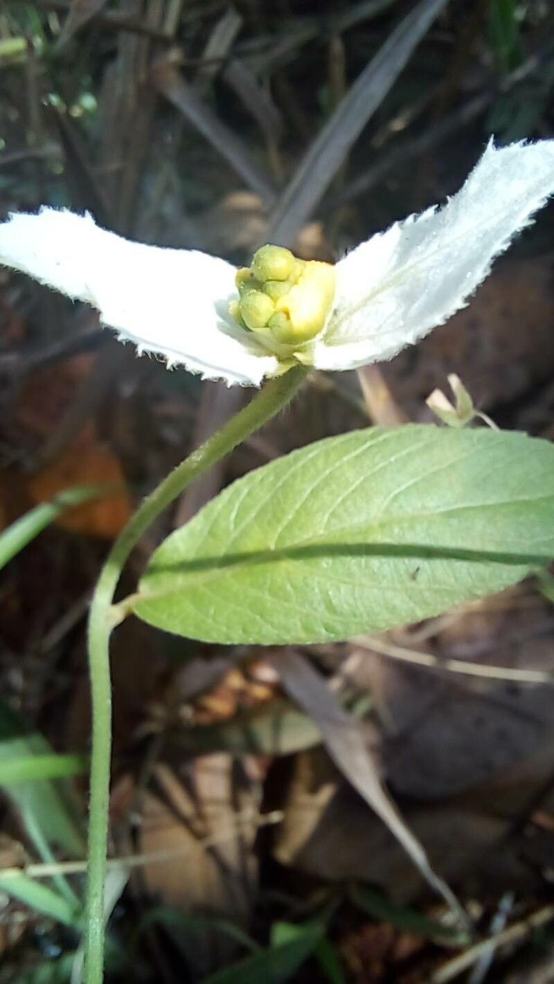 Dalechampia caperonioides — houseplant care guide