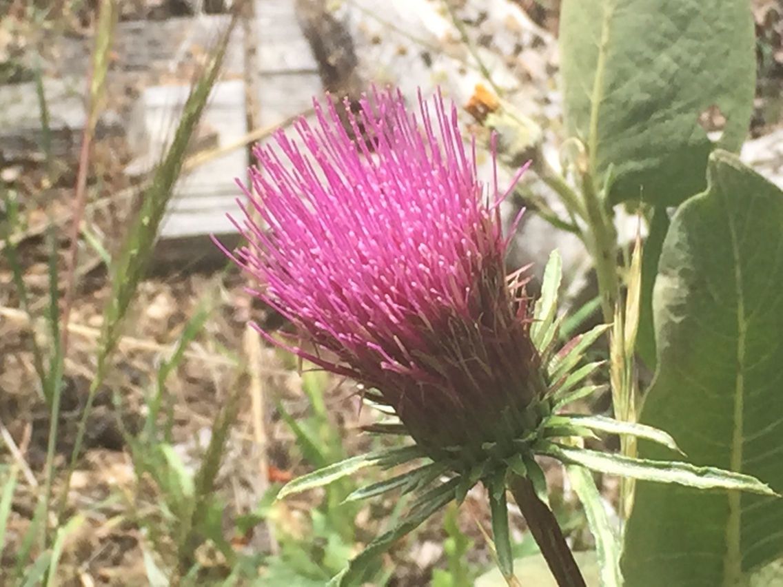 Cirsium andersonii flower