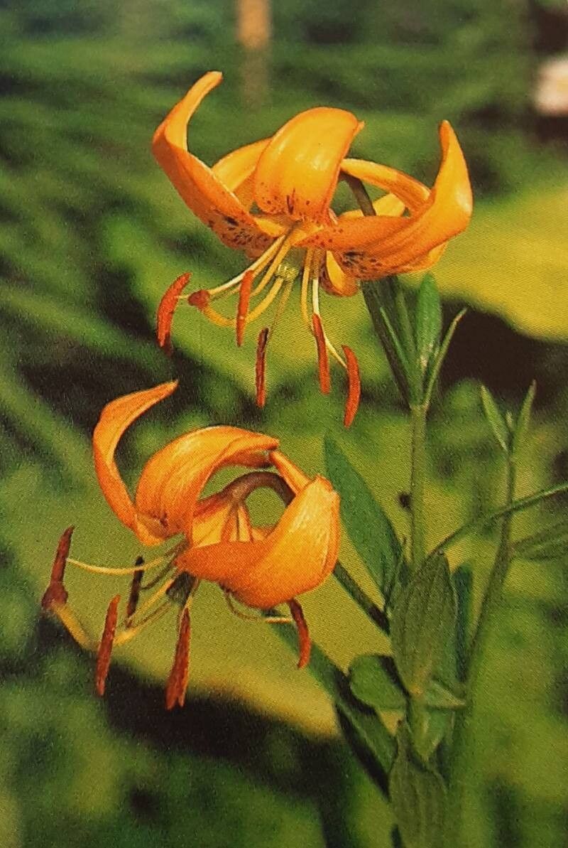 Lilium amabile
