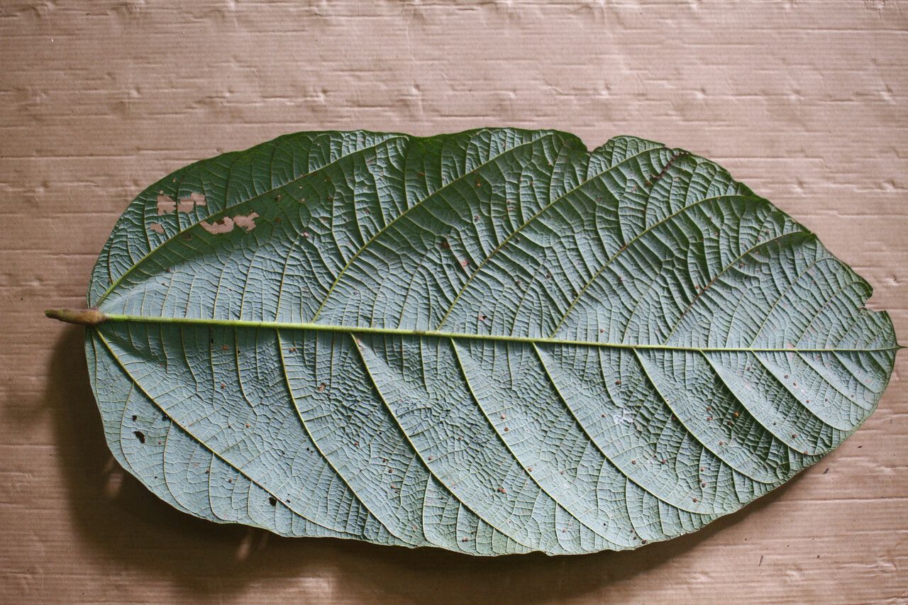 Sterculia speciosa — search result for 'Sterculia'