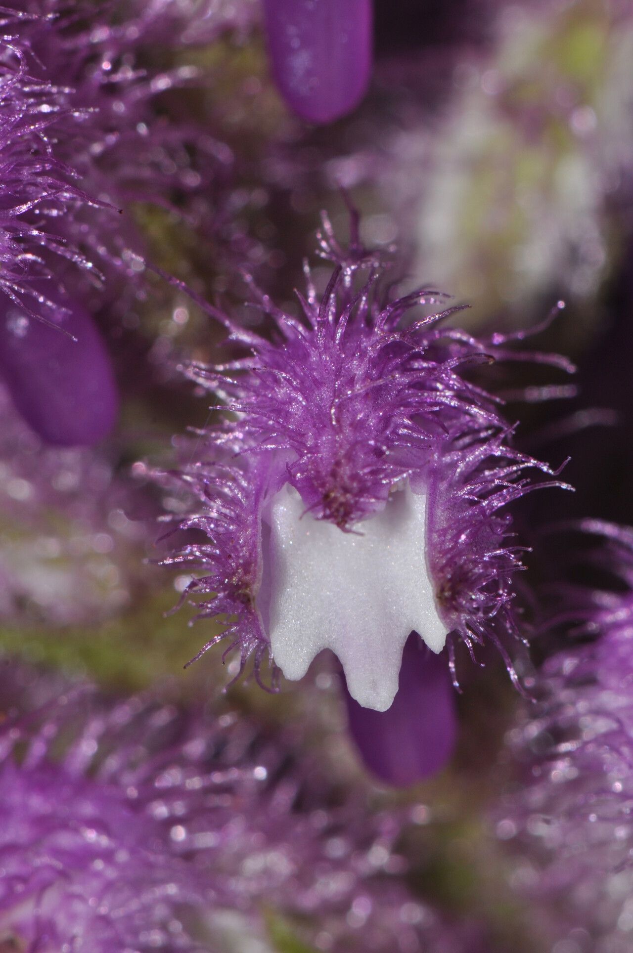 Cynorkis villosa — houseplant care guide