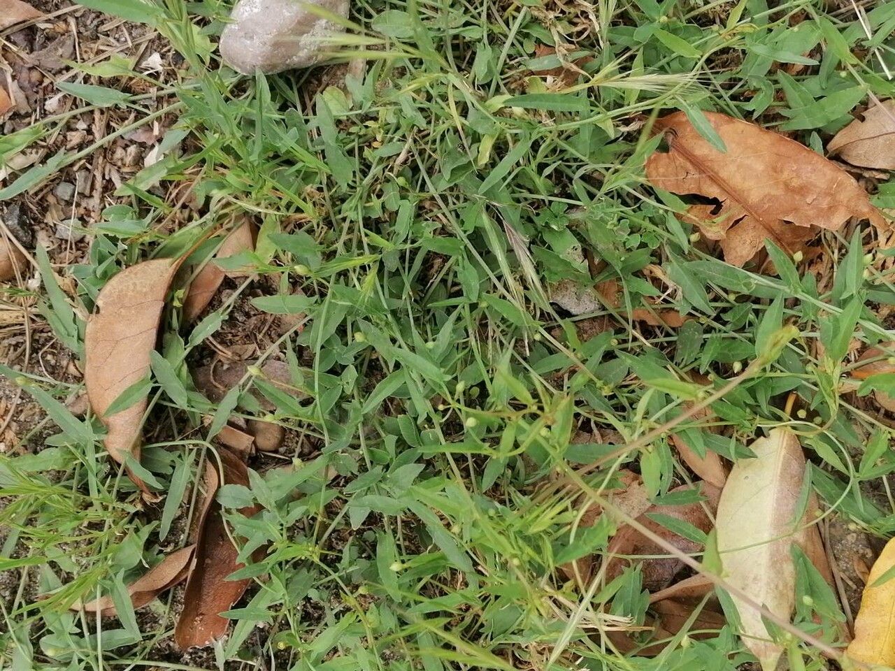 Urochloa panicoides — houseplant care guide