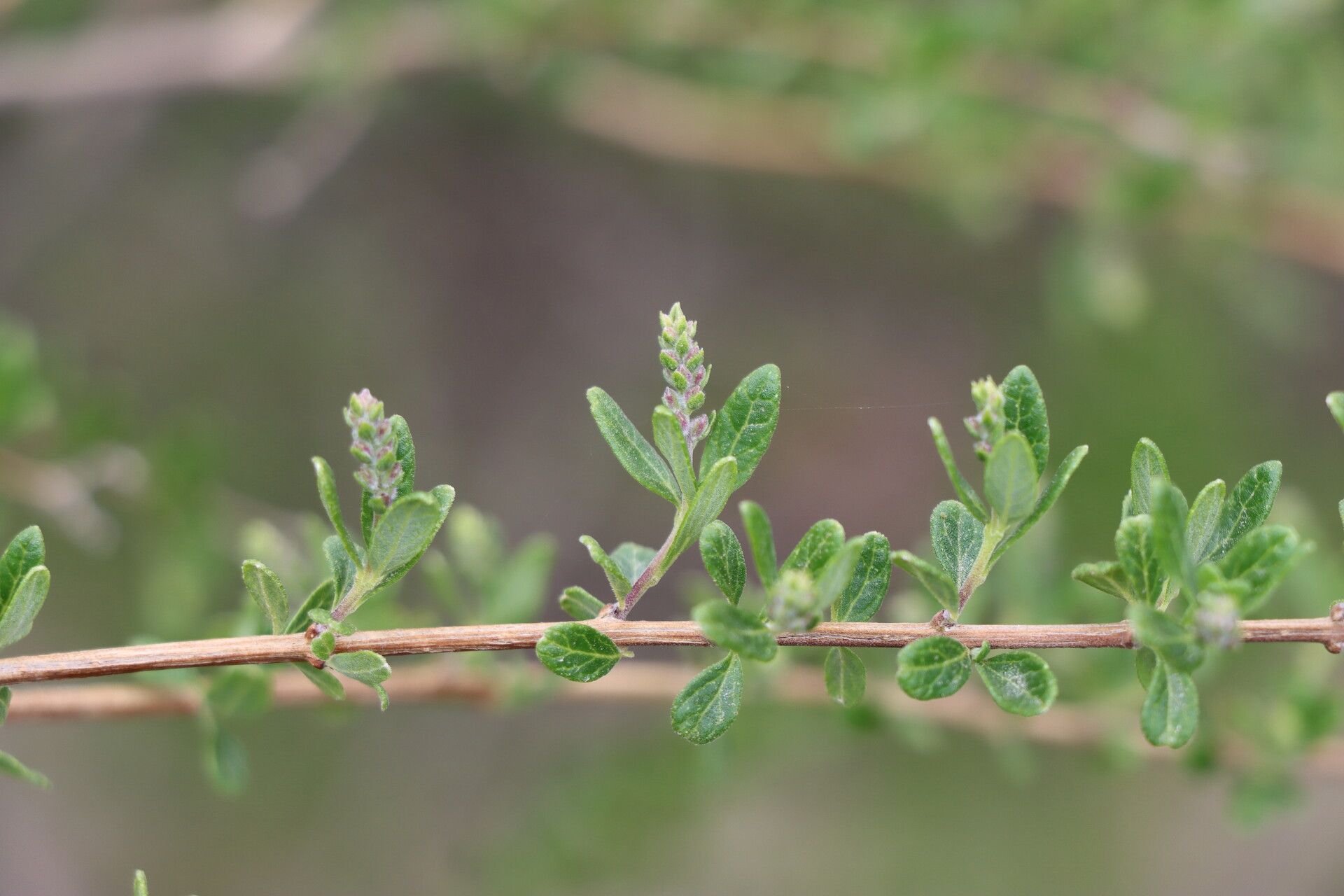 Aloysia arequipensis