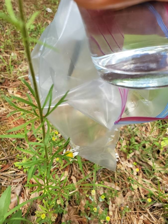 Delphinium carolinianum leaf