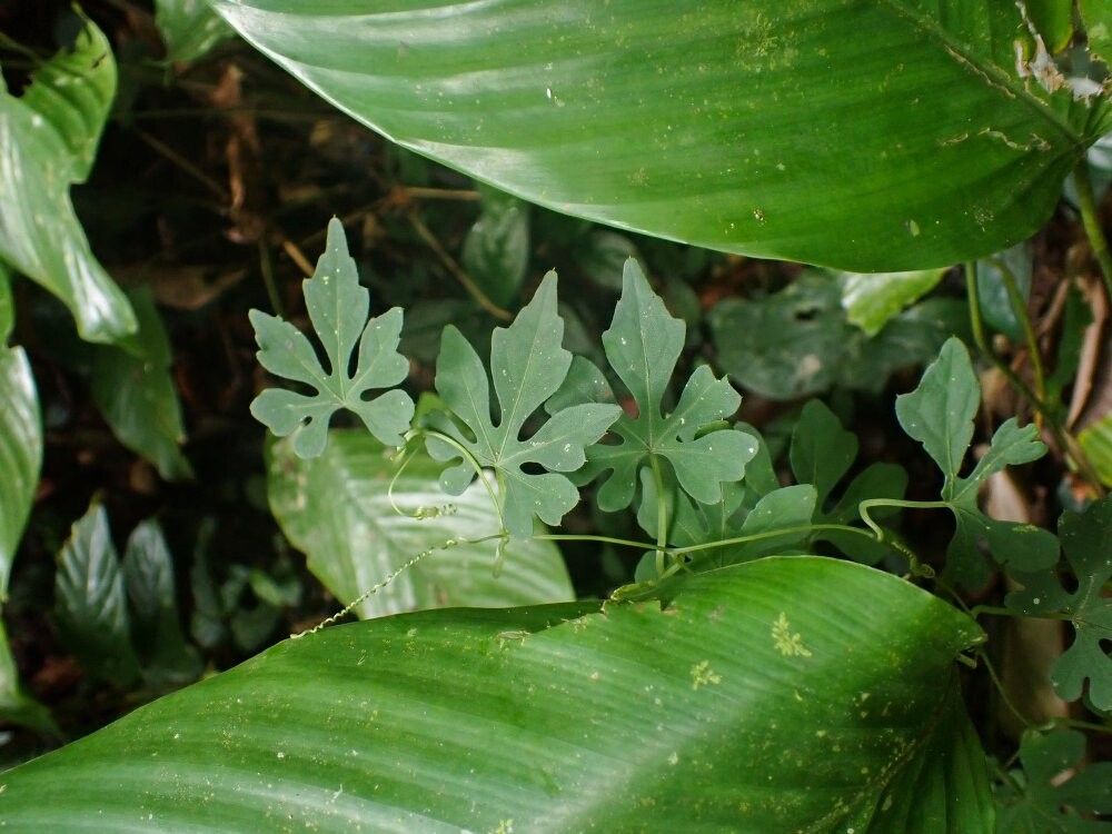 Zehneria palmatiloba — houseplant care guide