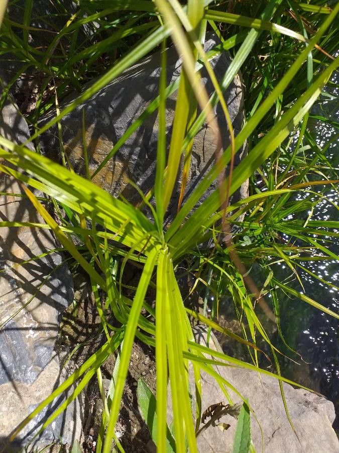 Carex muskingumensis leaf