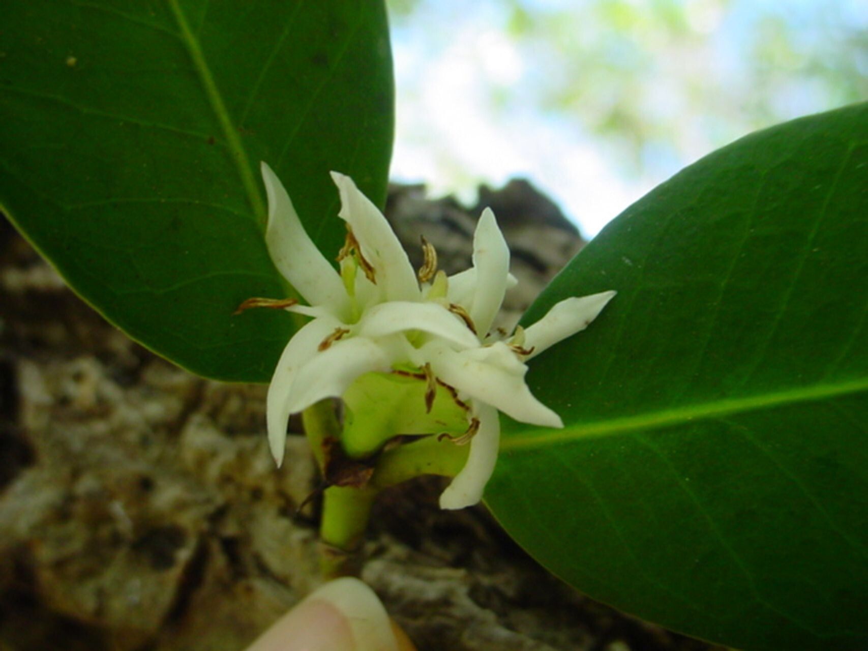 Ixora oligantha flower