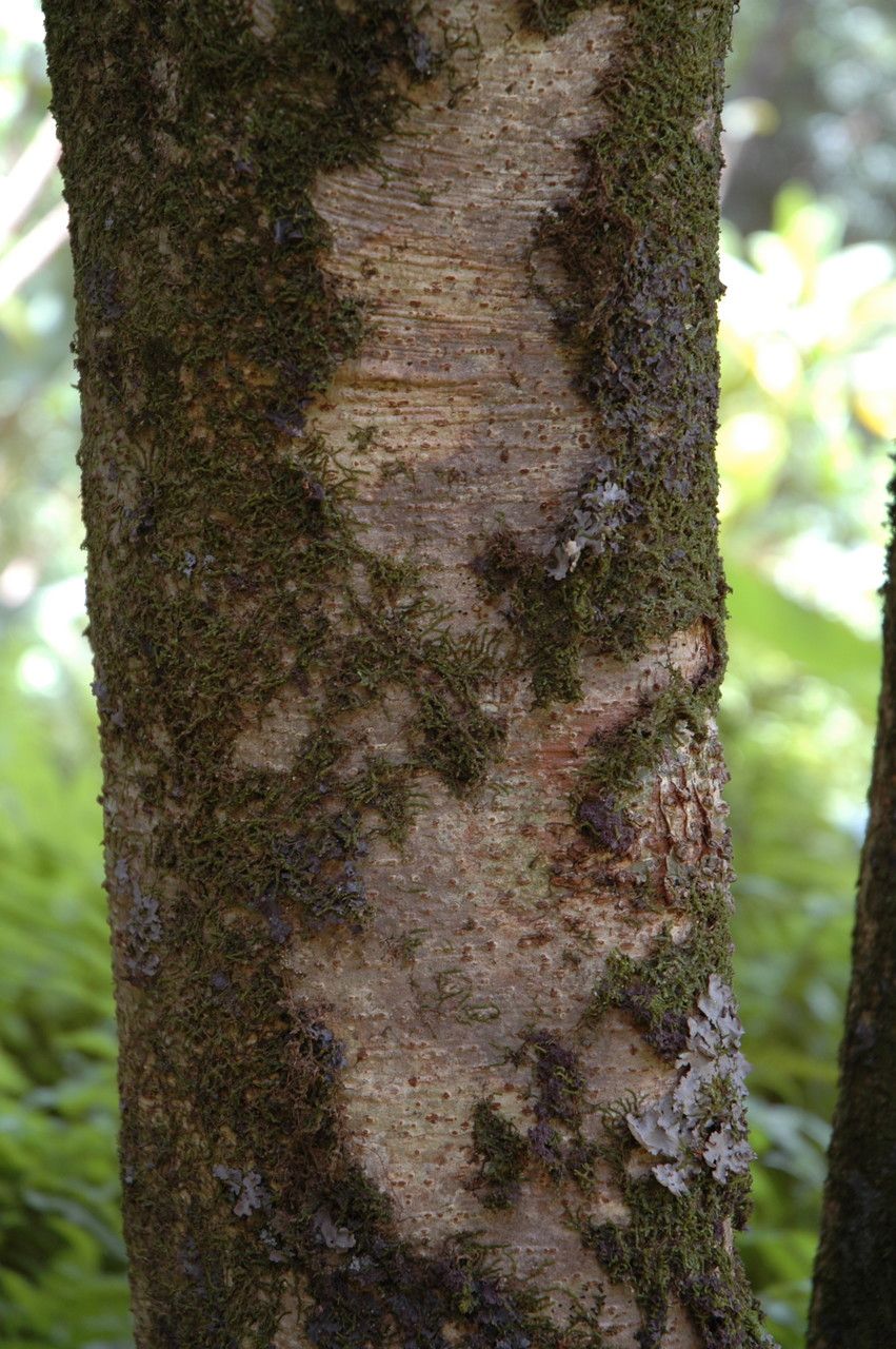 Pittosporum confertiflorum bark