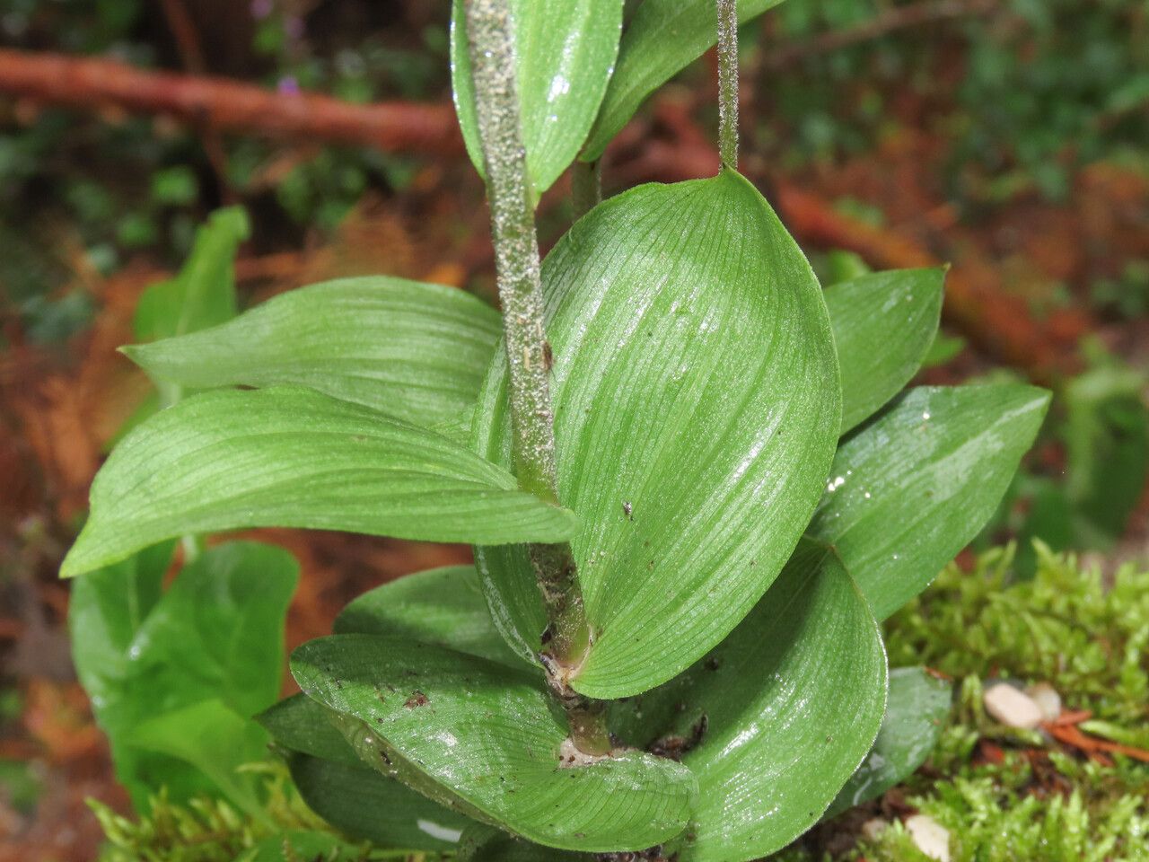 Epipactis atrorubens