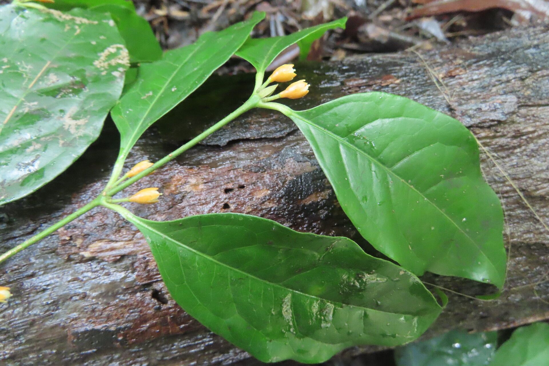 Cassipourea guianensis leaf