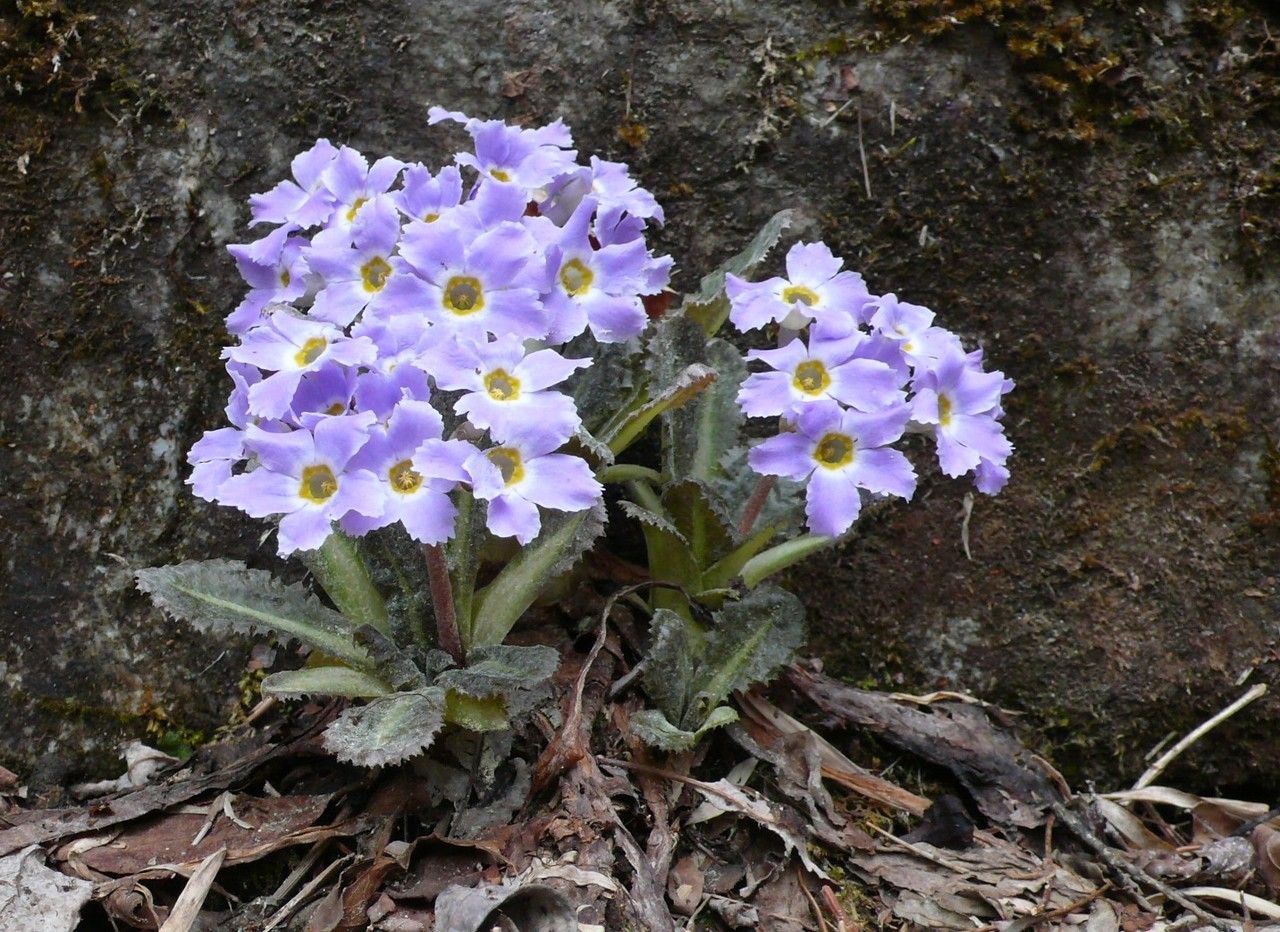 Primula sonchifolia flower