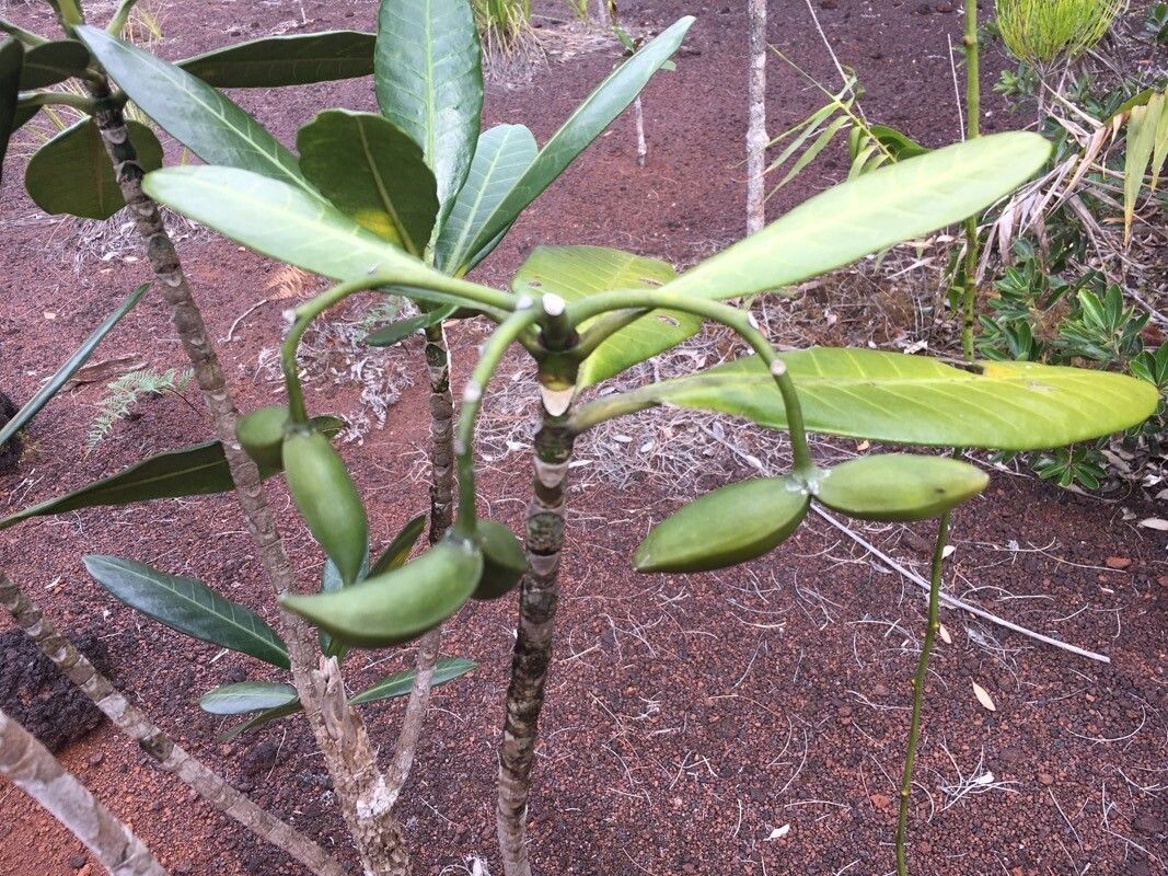 Tabernaemontana cerifera fruit