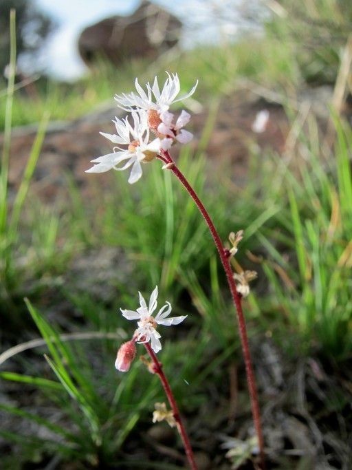 Lithophragma glabrum habit