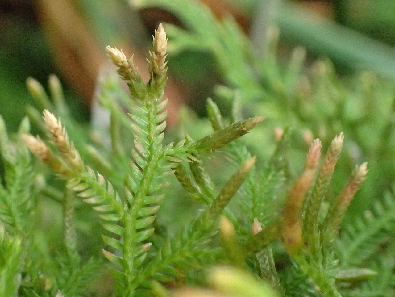 Selaginella concinna leaf