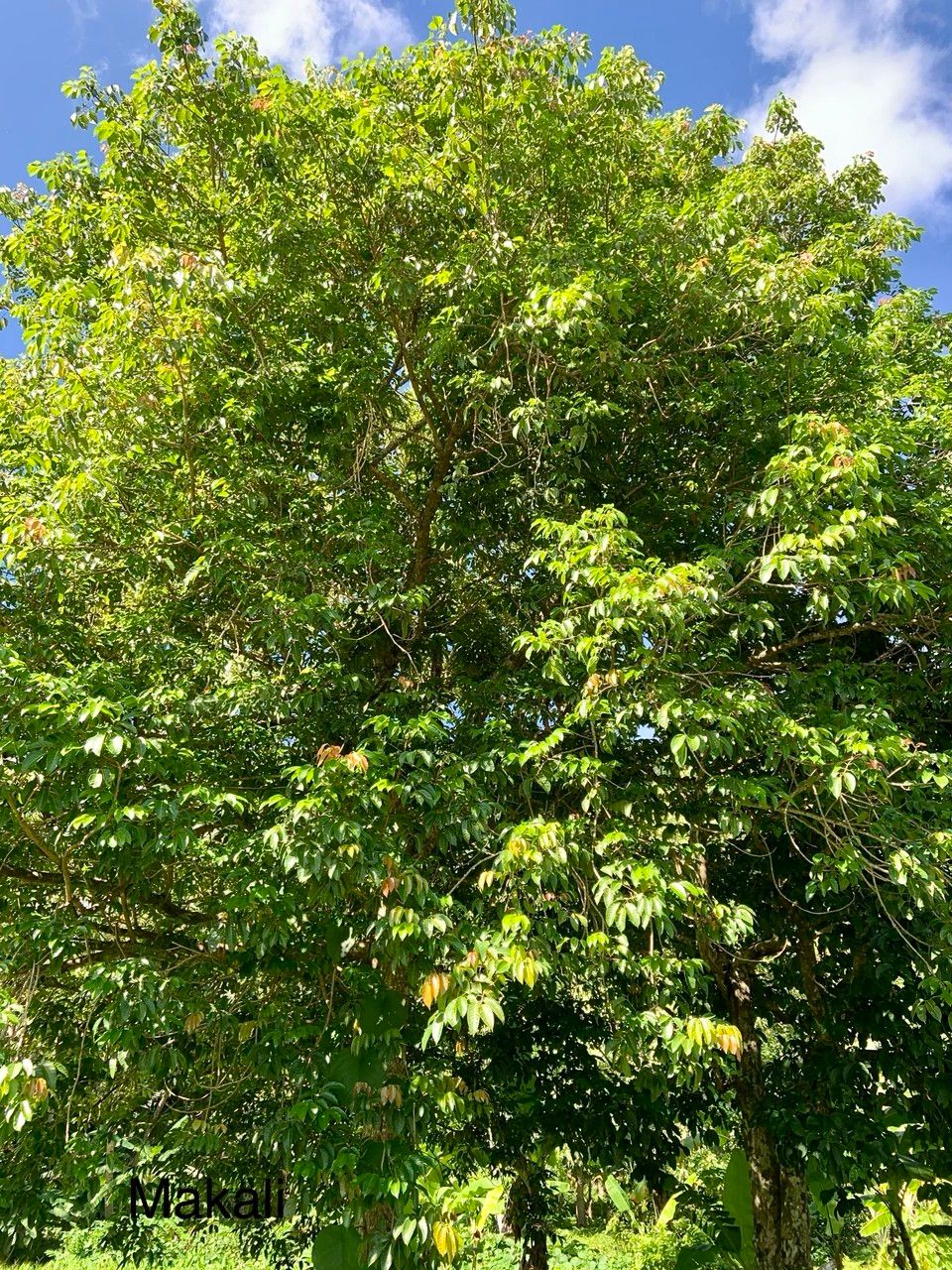 Canarium vitiense habit