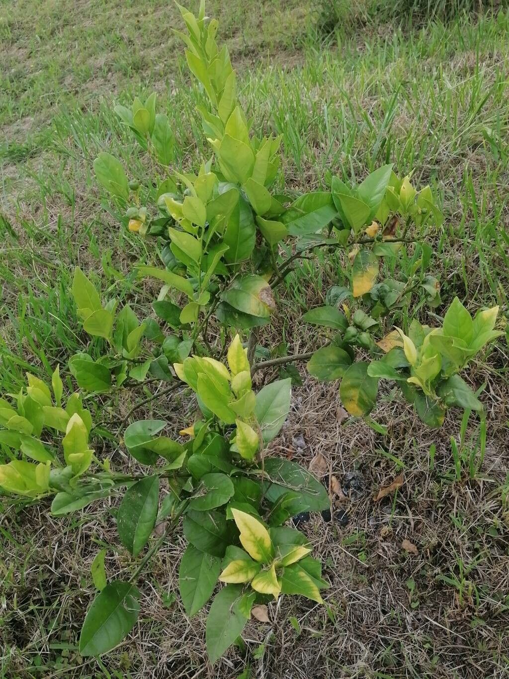 Citrus latifolia — search result for 'Citrus'