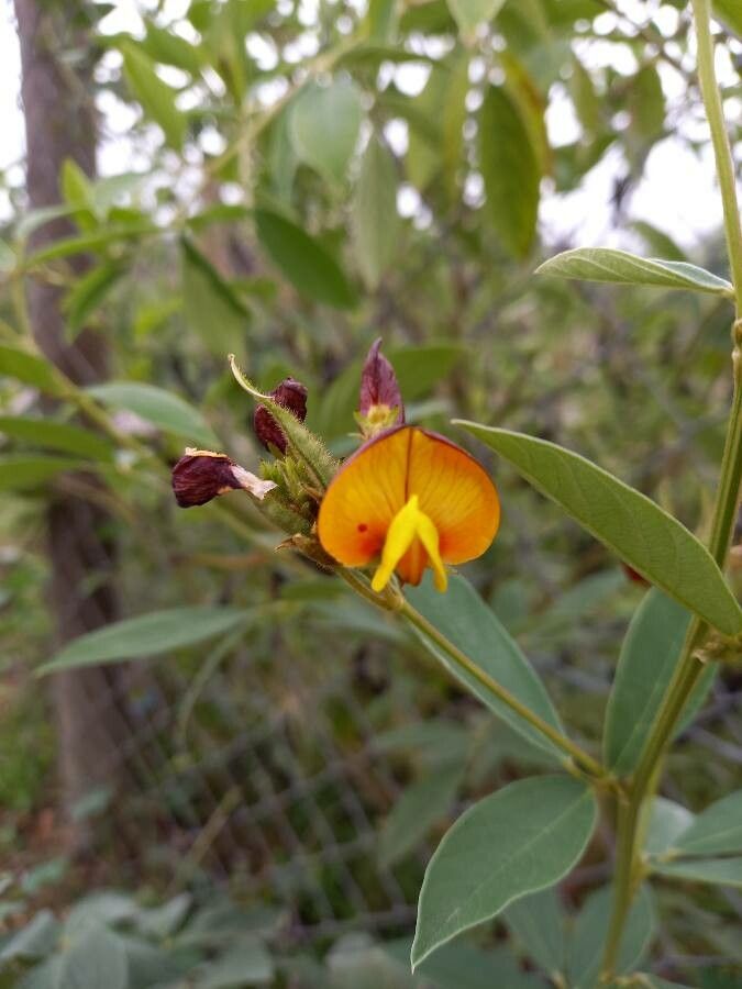 Cajanus cajan flower