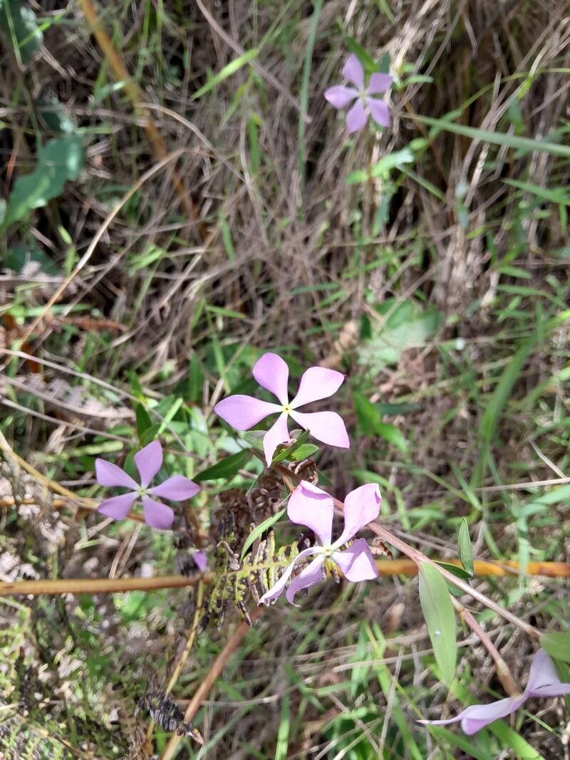 Catharanthus lanceus habit