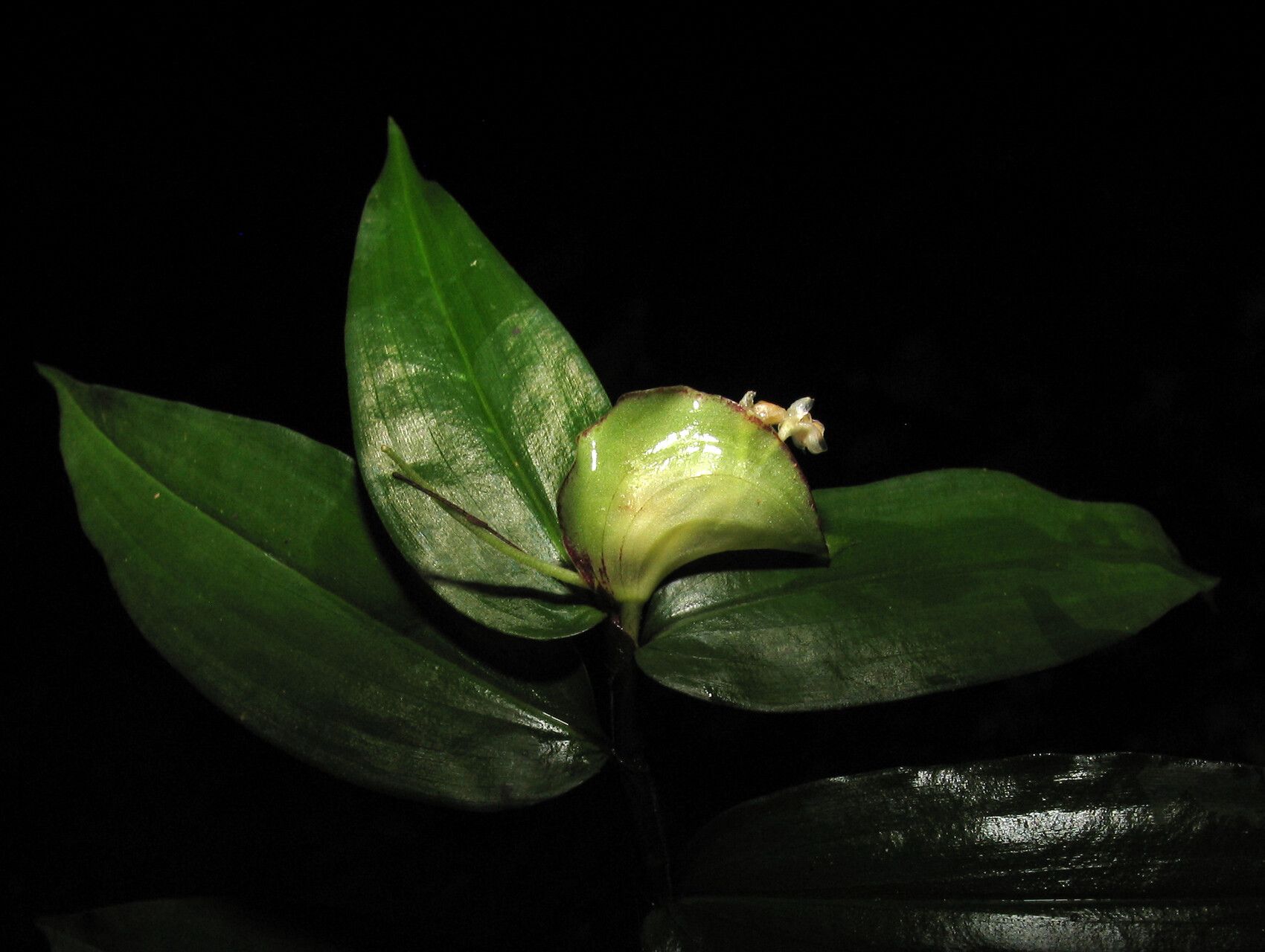 Floscopa peruviana flower