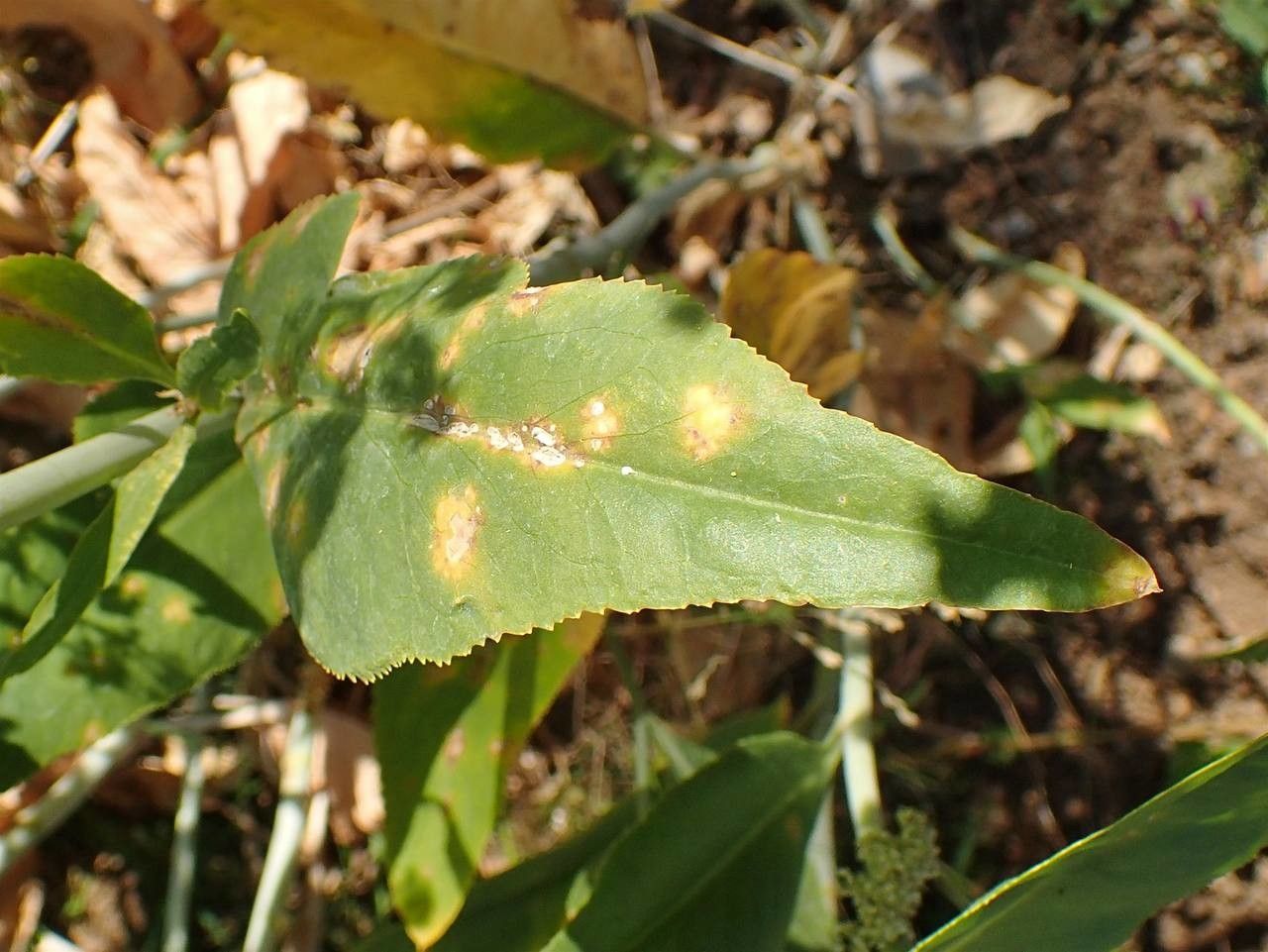 Lepidium latifolium — search result for 'Lepidium'