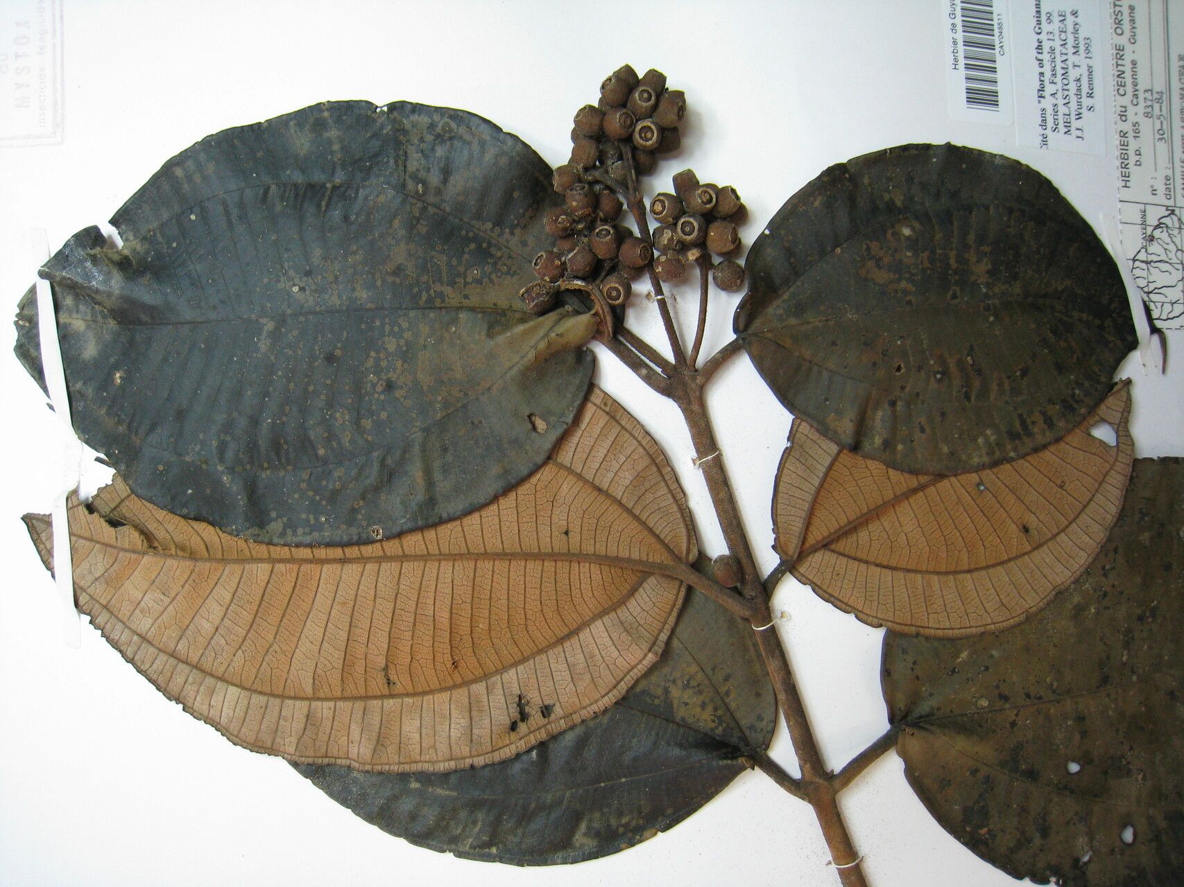 Miconia holosericea — search result for 'Miconia'