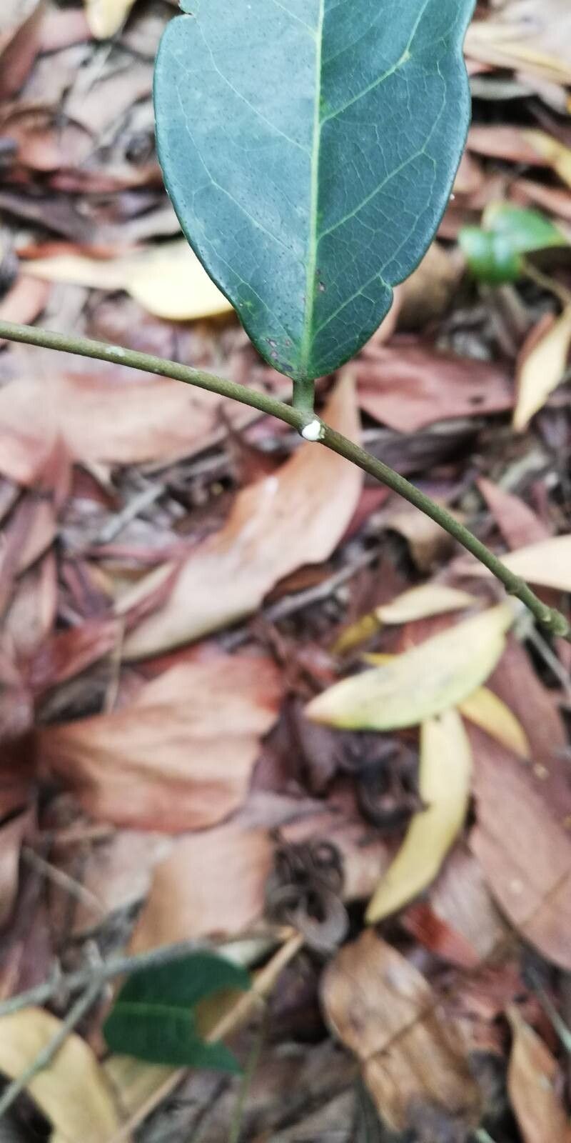 Landolphia owariensis bark